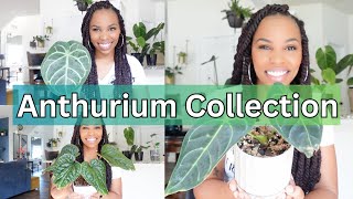 My entire Anthurium Collection [upl. by Areid]