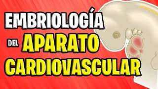 ✅ EMBRIOLOGÍA CARDIOVASCULAR 💉🧡 [upl. by Colon]