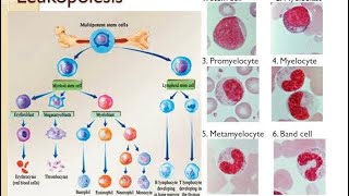 Leukopoïesis stages of formation of WBC [upl. by Ingrid]