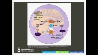 Apoptosis and Alzheimers Disease Fluorescent Detection Approaches [upl. by Thalassa149]