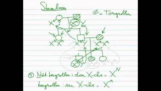 Erfelijkheid  Stamboom 33 Xchromosomaal dominant recessief [upl. by Selina]