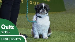 Scruffts Final and Winner Announcement  Crufts 2018 [upl. by Renault224]