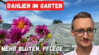 Dahlien im Garten  mehr Blüten Pflege überwintern pinzieren schneiden 🧑🏻‍🌾 [upl. by Rosanne]