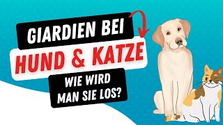 Giardien bei Hund amp Katze – was tun und wie wird man sie los [upl. by Nivat119]