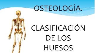 Osteología Generalidades de los huesos [upl. by Norad261]