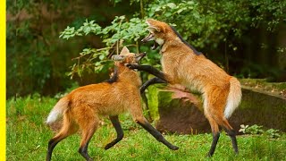 Maned Wolf Facts🦊Get to Know the Endangered Species  Maned Wolf Documentary [upl. by Arahd]