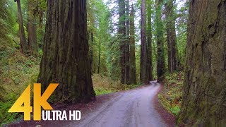 4K Forest Scenic Drive  Howland Hill Road Jedediah Smith Redwoods CA  New Version [upl. by Heady659]