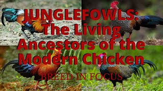 Junglefowls The Living Ancestors of the Modern Chicken [upl. by Carlene257]