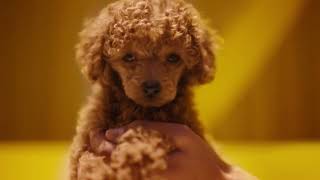 All you need for all they need  Petbarn Puppy amp Kitten Commercial [upl. by Nemzzaj]