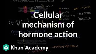 Cellular mechanism of hormone action  Endocrine system physiology  NCLEXRN  Khan Academy [upl. by Nwahsed581]