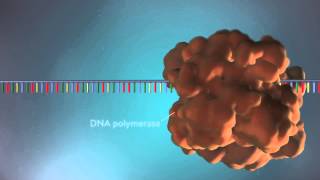 DNA replication  3D [upl. by Oirrad]