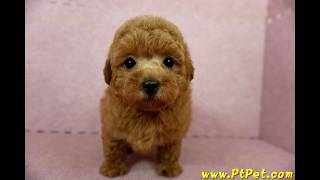 0812 紅貴賓 poodle 母幼犬1號日新犬舍 [upl. by Bernita]