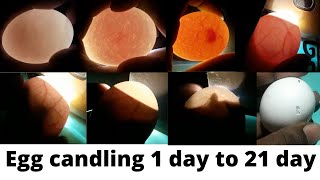 Egg candling  Super Simple Way to Candling Eggs Using a Mobile Phone [upl. by Goldner446]