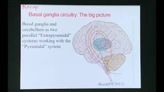 Neuroanatomy of the Basal nuclei Part 2 Neuroanatomy of the Basal ganglia Part 2 Basal ganglia [upl. by Teuton]