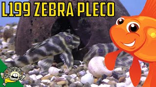 L199 Yellow Zebra Pleco  Hypancistrus furunculus Breed these before L46 true zebras [upl. by Pernas724]