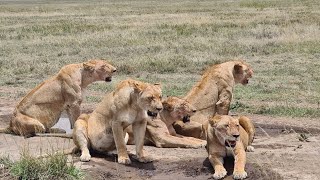 The best lionesses was in Serengeti national Park [upl. by Hartill]