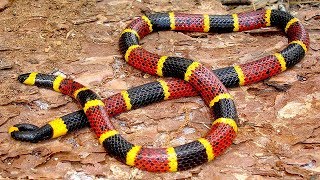 10 Serpents Exotiques Uniques Dans Le Monde [upl. by Kelsy847]