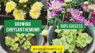 சாமந்தி செடி வளர்ப்பது எப்படி 100 வெற்றி  How to grow Chrysanthemum  Complete guide [upl. by Ahsinehs]