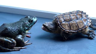 snapping turtle  red eared slider eats live giant American bullfrog warnning live feeding [upl. by Bayard131]