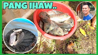 DAMING ULAMNAGHARVEST AT NAGLAGAY KAMI NG TILAPIA SA BAGONG POND [upl. by Khalin]