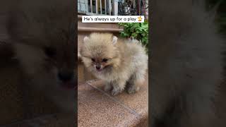 Adorable Pomeranian Puppy Snaps and Plays pomeraniansclub pomeranianpuppies [upl. by Constantina79]