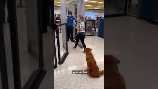 Going through airport security with a Service Dog ✈️🦮 [upl. by Enilrahc630]