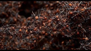 BRASIL SALVAJE  Documental Naturaleza HD 1080p  Grandes Documentales [upl. by Caras]