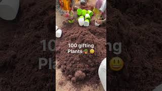 For any kind of occasions gift a plant [upl. by Rox]