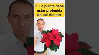 Tres consejos para cuidar la planta POINSETTIA o FLOR DE PASCUA consultordigitaljardineria [upl. by Anitnoc]