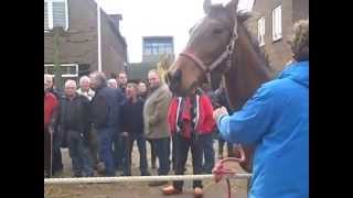 Dagje paardenmarkt Hedel 3 nov 2014 [upl. by Silvanus818]