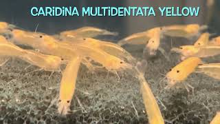 Caridina multidentata YELLOW [upl. by Orodoet]