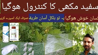 How to control whitefly in the cotton Sofed mankhi khatam kasey kare  سفید مکھی کیسے ختم کریں [upl. by Hoi]