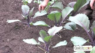 How to Grow Cabbage  A Step by Step Guide [upl. by Aridatha]