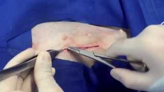 Ovariohisterectomía en hembras caninas  Ovariohysterectomy in dogs [upl. by Nrubua]