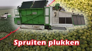 Spruiten plukken  Harvesting Brussels Sprouts with Tumoba SP4 in the Netherlands  Mts Knoop [upl. by Neil]