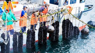 Amazing Mussel Farming  Mussel Harvesting And Processing Factory  Modern Farm63 [upl. by Dedrick]