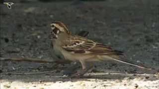 Lark Sparrows eating seeds [upl. by Dressler]