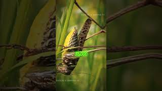 quotDesert Locusts The Insatiable Eaters Reshaping Our Worldquot shorts insects [upl. by Lonier]