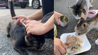 Abandoned Cats Treatment And Feeding On Street [upl. by Schreibman]