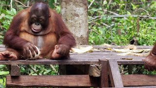 Baby Orangutans Learn How to Crack Coconuts [upl. by Dyal553]