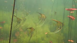 Rio Tapajós Amazonas Pterophyllum  Acara Bandeira  Angelfish Skalar [upl. by Aneliram]