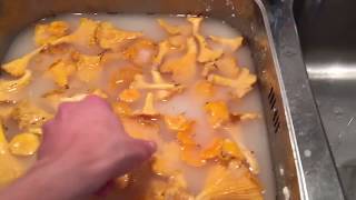 Rensa kantareller supersnabbt chantarelles เห็ด [upl. by Gussman184]