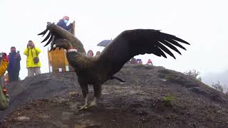 Bolivia releases condor into the wild [upl. by Zehcnas83]