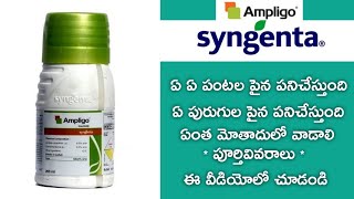 Syngenta Ampligo insecticide Full review in telugu  Ampligo full details by telugu raithu tips [upl. by Ikkaj]