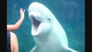 Beluga Whale Juno at Mystic Aquarium [upl. by Ennairej]