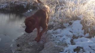 Tosa Inu dog Szogun barks for a stick under the ice [upl. by Hitchcock]