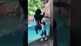 Andean Bear and FiveYearOld Boy Jump Together  991140 [upl. by Castillo645]