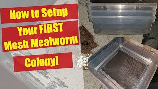 Mealworm Farming For Beginners 3 Tiered Mesh Farm  Mealworms for dummies  Mealworms Made Easy [upl. by Ojyram]