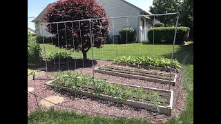 Easy Tomato Trellis Set up [upl. by Golub]