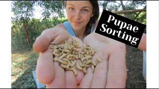 HOW TO SORT PUPAE FROM MEALWORMS  MEALWORM FARMING [upl. by Emaj699]